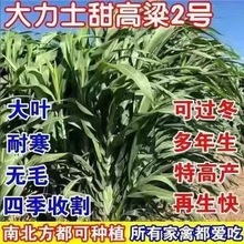 �M�ڴ���ʿ��������ݷN�Ӷ�������òݷN���Bֳ�ļ��iţ���R����