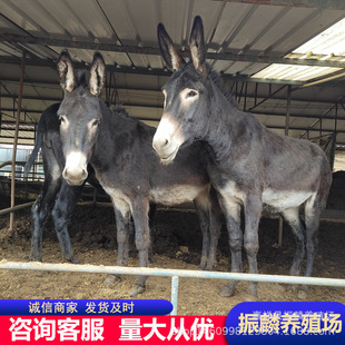 �H���r �H������Xһ�^ ���۵��ݺ��H�N�H��r��