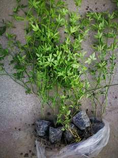 ����Sܰ  ����ʒɽ����ֱ�N  ���N�G������  �������l