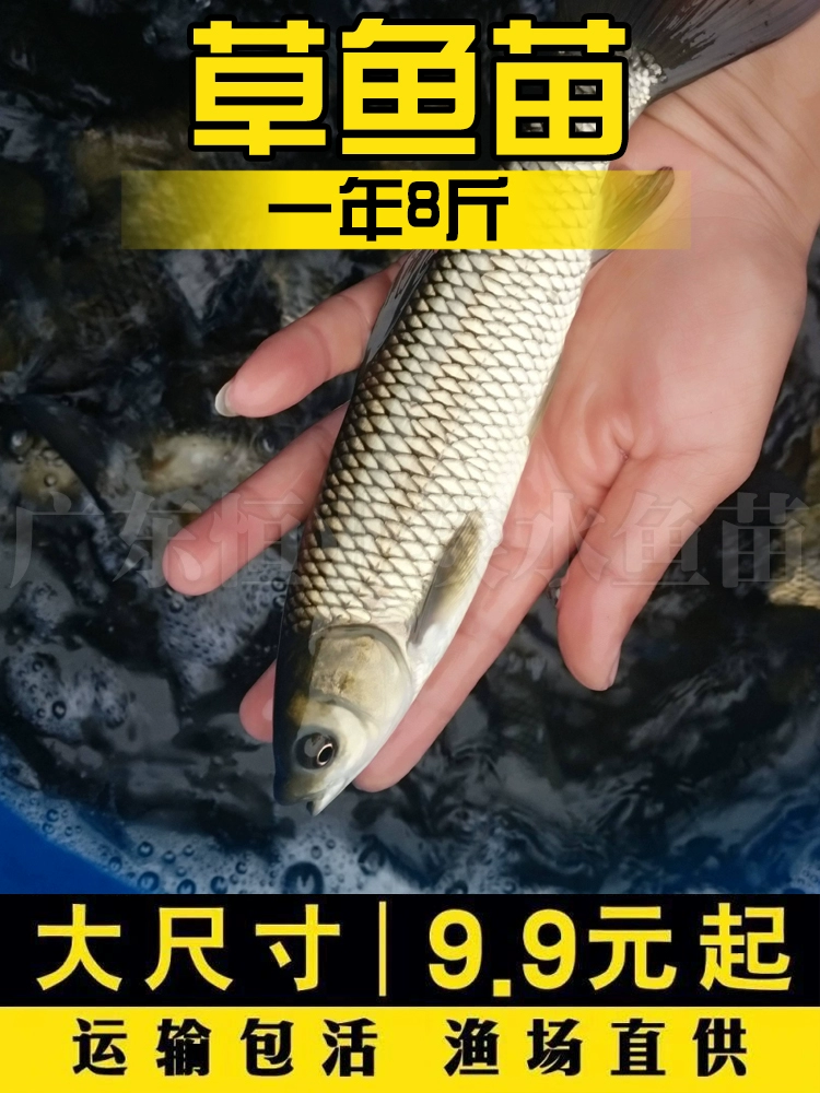 Большая молодь сазана, хрустящая малька Аньхой, мальки серебряного карпа, карпа, крупные карпы, зелёный карп, карась, съедобная малька, пресноводное разведение