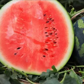 云南昆明麒麟西瓜 代发8斤新鲜爆甜多汁沙瓤薄皮手撕甜瓜应季水果