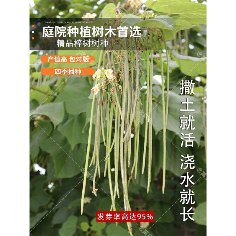 梓树种子 花楸 水桐 河楸 黄金树 臭槐树 梓实 梓白皮 辛树种子