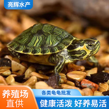 活物深水龟黄耳龟吃粪便龟杂食鱼缸混养乌龟活体活物观赏龟宠物龟