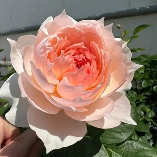 һ�����lĪ�ݿ����S�¼������ļ����Ի�������ֲ���ٱ��Nޱ��Gֲ