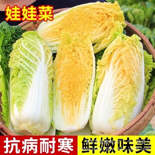 �S�����޲˷N���S�Ĵ�С�ײ˷N��ԭ�b�ļ��߲˷N�Ӵ�ȫ�˷N�����l
