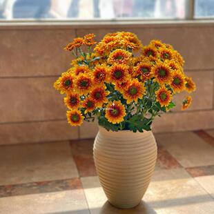 Orange Star Xiaoju Ten Household Hydroponic Cut Flowers Orange Green Heart Grow Well during the Flowering Period and Support Sf Cold Chain Yunnan Straight Hair