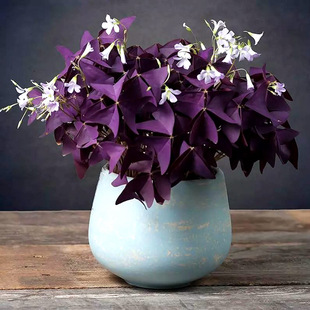 Purple-Leaved Sorrel Seeds, Perennial Lucky Clover Bulbs, Outdoor Garden Green Plants, Indoor Potted Garden Green Plants