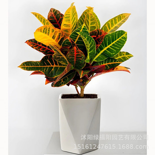 �߲�׃�~ľ���Դ��;Gֲ�߼��п͏d�Gֲ�Ϙ���ز��~׃ɫľ�辰