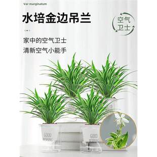 ��߅���m�����҃�ֲ�ﻨ���·����Ã����՚�������ȩˮ�ഹ���Gֲ