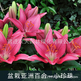 Double-Flowered Perfume Lily Bulbs with Buds Are Easy to Grow and Have Strong Fragrance. Living Room Potted Plants Are Cold-Resistant and Multi-Headed and Easy-To-Live Flower Seeds in All Seasons