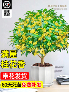 ļ𻨘Ϙܰ¹҃ȿ͏dGֲBֲ̨