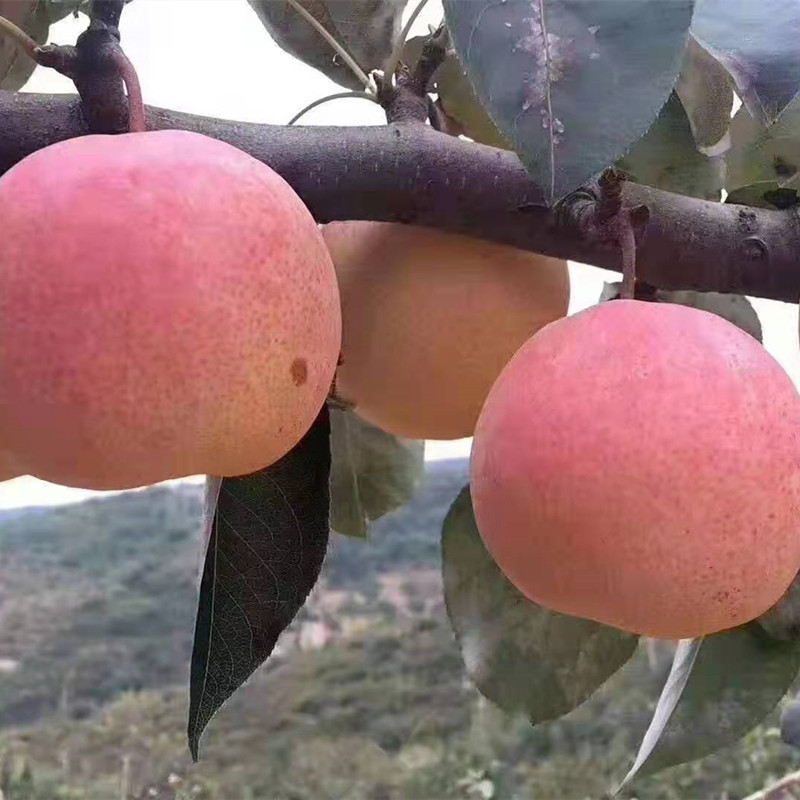 出售2年脆甜梨苗 挂果梨树 佛见喜梨树苗 地径1厘米以上梨树苗