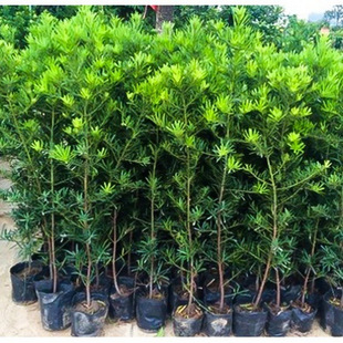 �_�h�ɘ����������~�_�h�����~ȸ����С��Gֲ�����辰�����ֱ�N