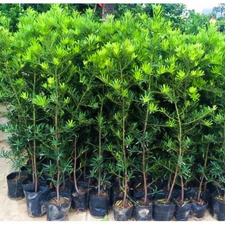 罗汉松树苗珍珠米叶罗汉松中叶雀舌松小苗绿植盆栽盆景苗基地直销