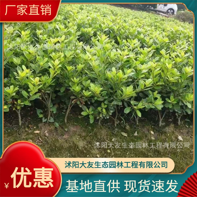 Yinji небольшая восковая основа оптом сорта собственного производства в комплекте с живописным ландшафтом озеленение саженцев