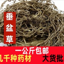 垂盆草干货垂盆草可食用野生垂盆草正宗垂盆草垂盆草中药材一公斤