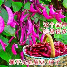 不败红眉豆种 扁豆四季豆农家豆青高产豆角蔬菜菜种子高