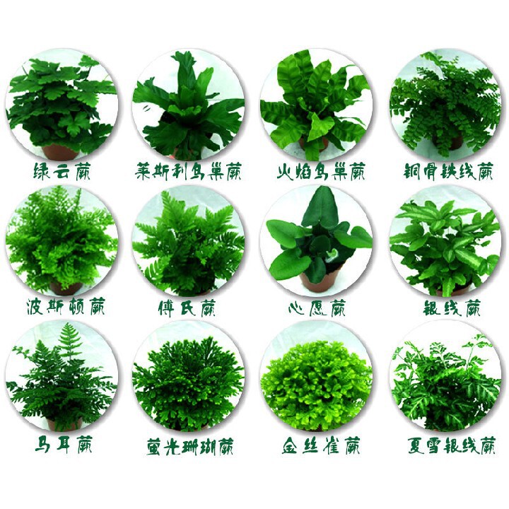 Rainforest Tank Landscaping Plants, Water and Land Tank Plants, Wolf Tail Ferns, Cold Water Flower Silk Tail Small Plants, Calamus