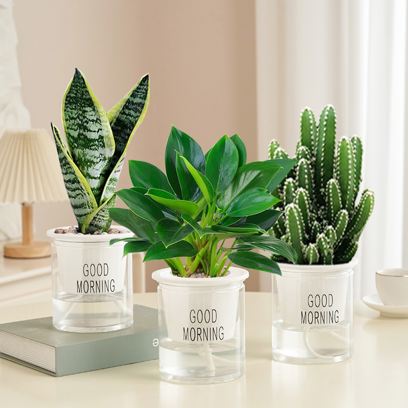 [인터넷 연예인 핫셀링] 골든다이아몬드 + 타이거피란 + 완중산(좋은아침분지) + 영양액