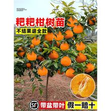 �������θ��Ĵ���Ҋ����������˸̽��ӹ������ͥԺ�Nֲ�ļ��Y��