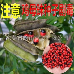 �uĸ��N�Ӻ��t�����˶���˼����ȸ����˼�Ӷ����t����N������
