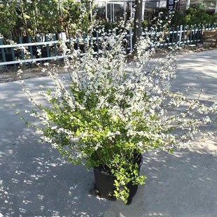 ѩ��ֲ�ѩ�������Ի��ܾGֲ����÷������ѩ���~�r֦�lͥԺ�ͺ�