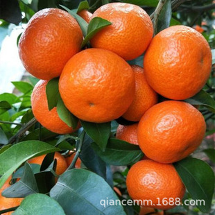 ���lɰ���ٴ�Ƥ������Ә������Ե����̨ͥԺ�ļ��Nֲ�ϱ�������