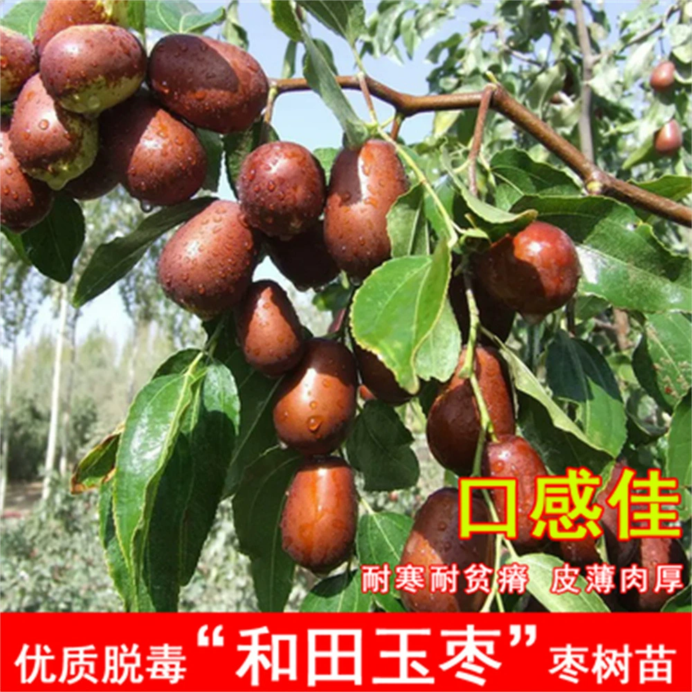 Мармелад Результаты рассады деревьев за год Чжаньхуа Дунзао Сладкий мармелад Большой зеленый мармелад Хотиан Мармелад Рассада Двор Юг Север Рассада фруктовых деревьев