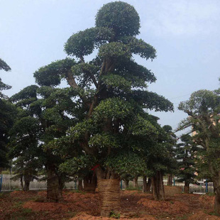 ���͙�ľʯ骘� ��Ʒ���͈@�ֹ��̾G��ͥԺ���G��ľ ؛Դ����