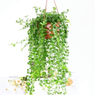 Million-Heart Hanging Orchid Potted Succulent Indoor Long Vine Hanging Lover's Tears Shade-Tolerant Easy-To-Grow Plant Evergreen Green Plant for All Seasons