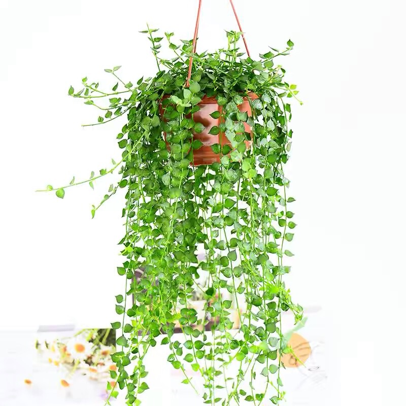 Million-Heart Hanging Orchid Potted Succulent Indoor Long Vine Hanging Lover's Tears Shade-Tolerant Easy-To-Grow Plant Evergreen Green Plant for All Seasons