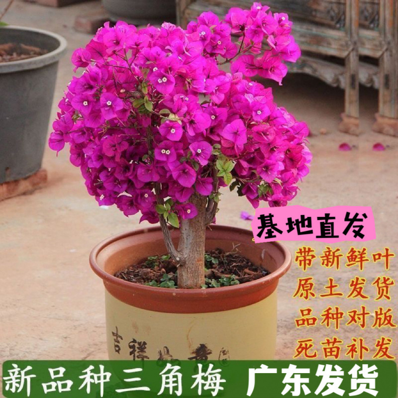 三角梅盆栽带花爬藤花苞花卉植物易活攀爬树苗四季老桩苗阳台好养