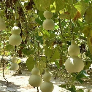 ���J�N���ش���ɺ��J�ϷN��ͥԺ�̨���������^�p�����J�߲˷N��