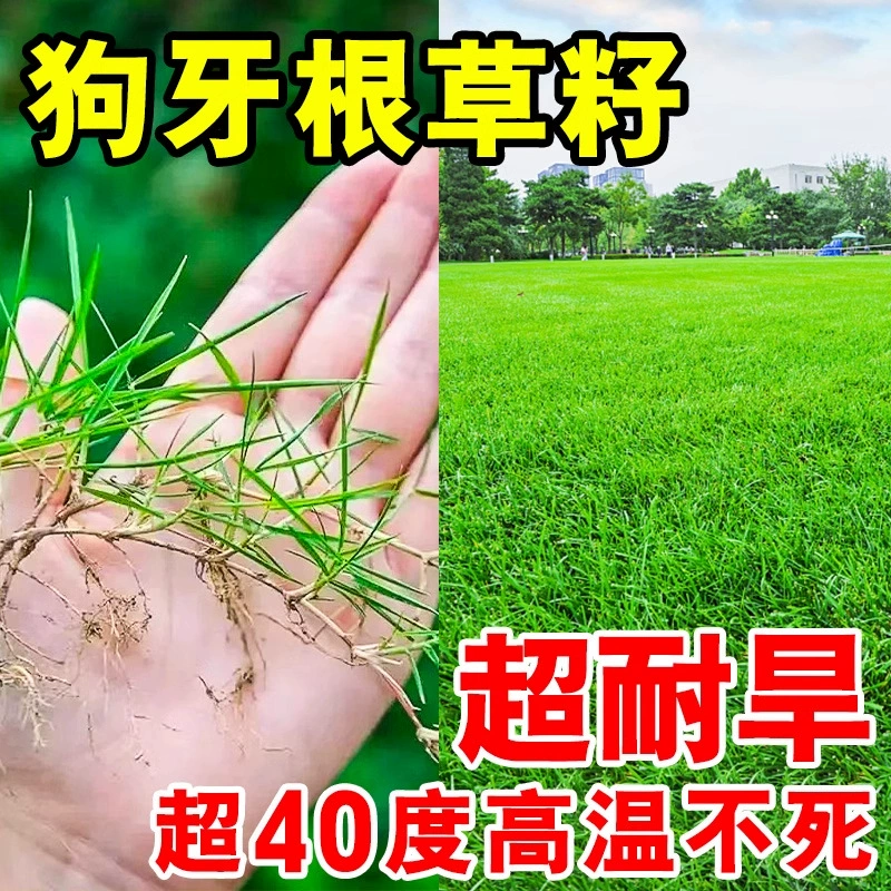 Семена травы «Собачий зуб», газонная трава, высококачественная люцерна, черная трава, раннеспелая многолетняя зеленая трава с чистыми семенами в скорлупе и без скорлупы.