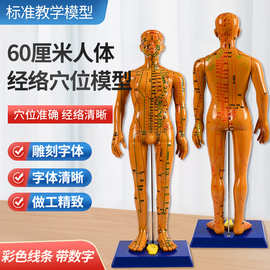 丰帆超清晰经络男女人体模型 人体经络模型中医铜人针灸穴位模型