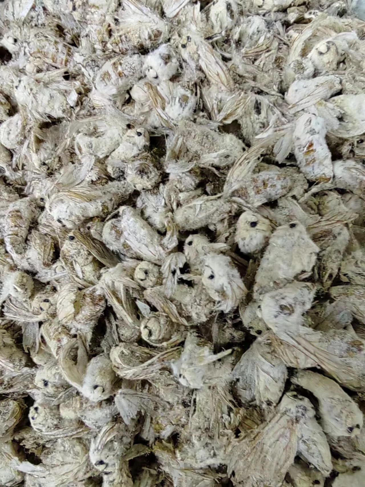 Male Silkworm Moth (Bombyx mori) — Dried TCM Herb, Food-Grade, 500g key features