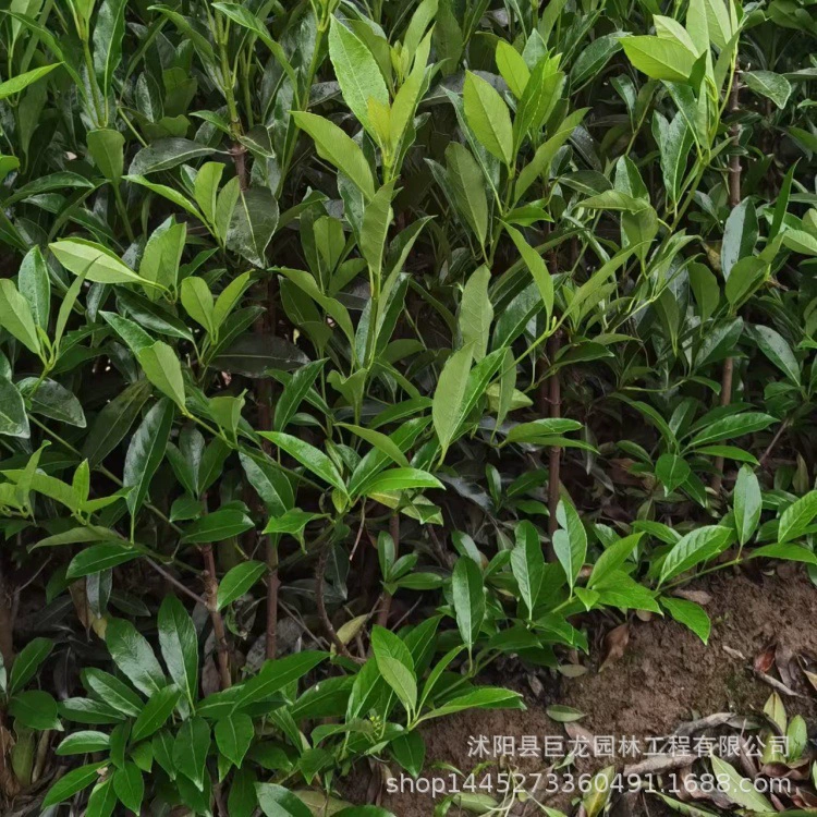 Саженцы французской холли, французская холли, саженцы холли для двора, кластерная французская холли высотой 50-350 см для посадки на высоких стенках двора.