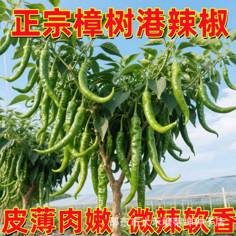樟树港椒种子樟树辣椒种子优质清香薄皮辣椒新种春秋四季播种蔬菜