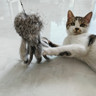 ���lplush cat toyë�q؈���S�������Ȼ����ë��צ���~����