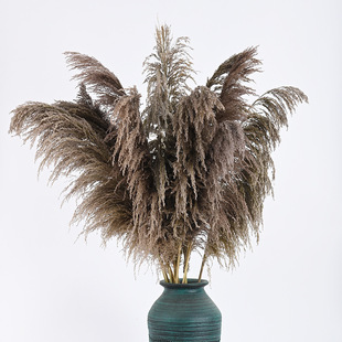 Reed Pupe Reed Iron Pass Grass Gray Factory Wholesale Home Furnishings Decorative Shooting Props