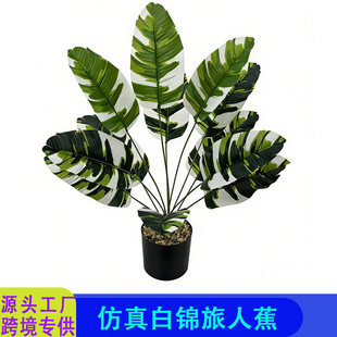 �羳����ֲ��18�^���˽������B���W��Ž��~�Gֲ�@���b��쾰�٘�