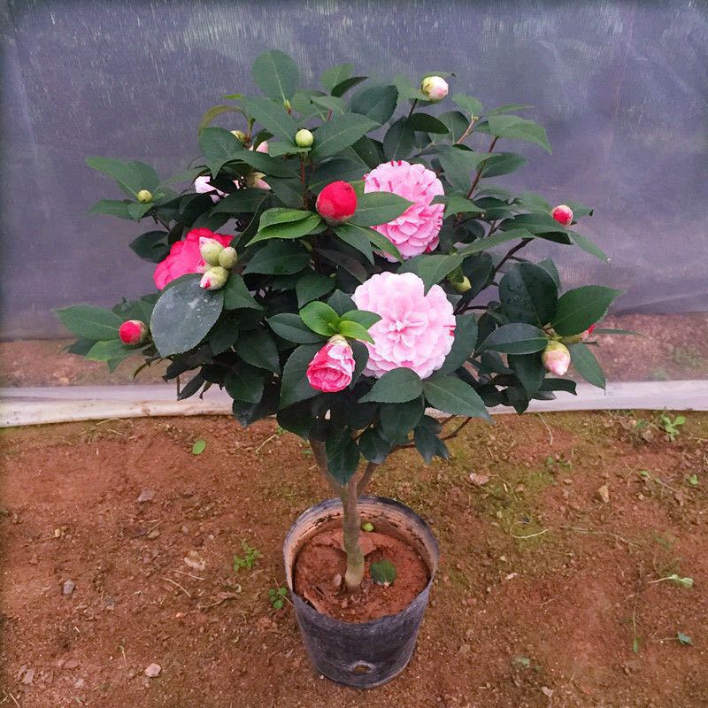 茶花树苗美观喜荫山茶花 庭院阳台装饰清香盆栽 园林绿化观赏盆景
