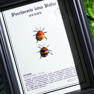 油茶宽盾蝽真昆虫标本甲虫展示相框摆件装饰画送学生儿童科普礼物