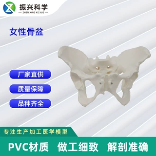 定制女性骨盆模型盆腔器官骨骼解剖结构造教学仿真女性骨骼模型