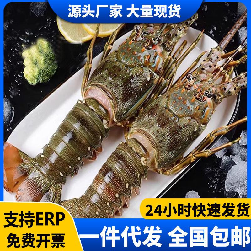 Fresh Frozen Small Dragon Lobster Fresh Frozen Goods Fresh Seafood Australian Lobster Frozen Large Lobster Aolong Commercial Wholesale