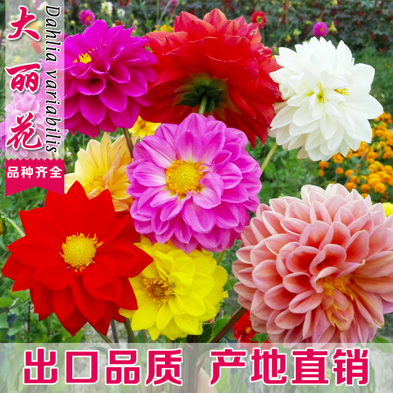 大丽花种子春季花籽四季室外易活观赏花卉四季播种庭院草花种籽子|ms