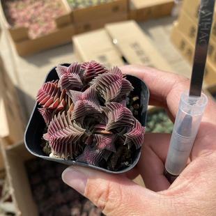 Qianzhi Tower Group Multi-Head Real Shot 6.5cm Pot Reference Drag Pot with Soil Shipped Succulent Plant Base Direct Sales