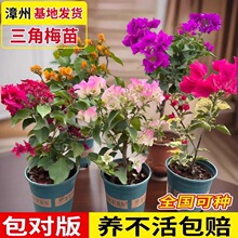 �ذ�����÷С��G���ļt�ѿ������ļ��_�������̨ͥԺ¶̨����