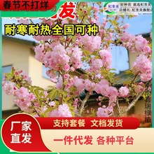 一件代发重瓣日本樱花树苗盆栽阳台庭院耐寒花卉大绿植物高花园种