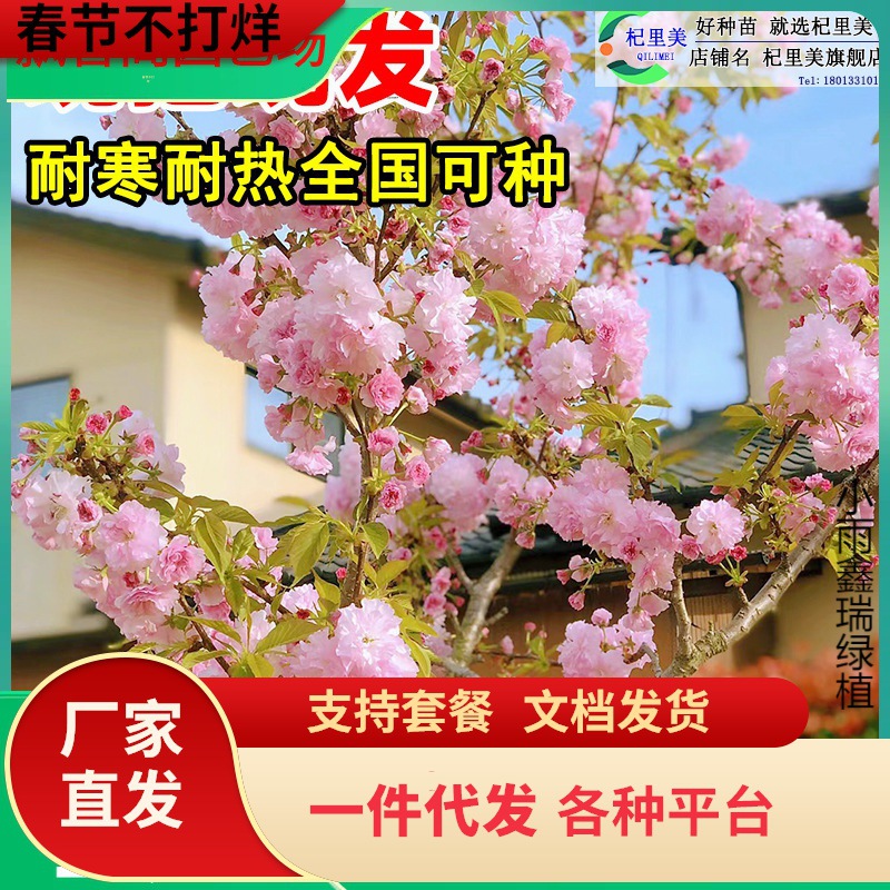 一件代发重瓣日本樱花树苗盆栽阳台庭院耐寒花卉大绿植物高花园种